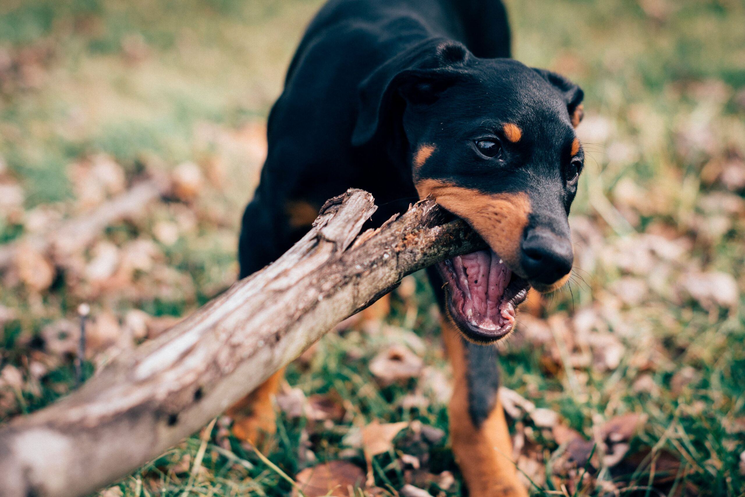 Attention aux dangers du jeu avec les morceaux de bois pour vos animaux